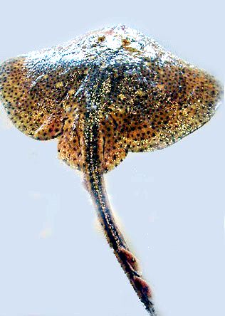 Raja brachyura_022.jpg